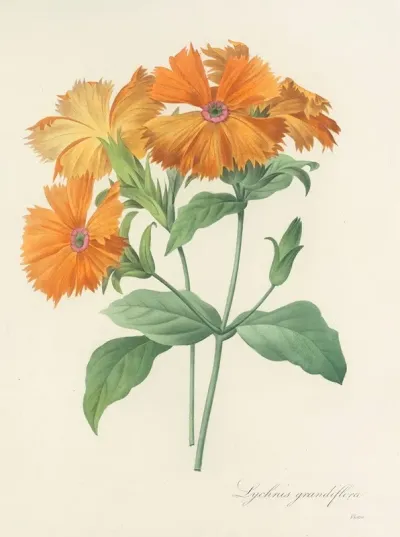 Choix Des Plus Belles Fleurs Pl 044