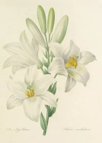 Choix Des Plus Belles Fleurs Pl 045