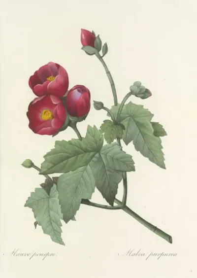 Choix Des Plus Belles Fleurs Pl 047