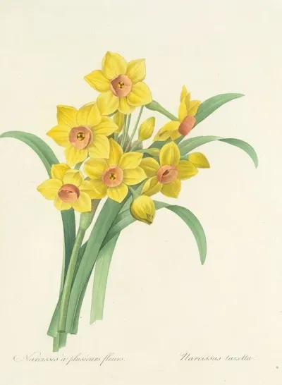 Choix Des Plus Belles Fleurs Pl 052