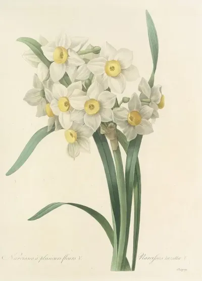 Choix Des Plus Belles Fleurs Pl 053