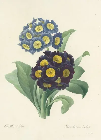 Choix Des Plus Belles Fleurs Pl 059