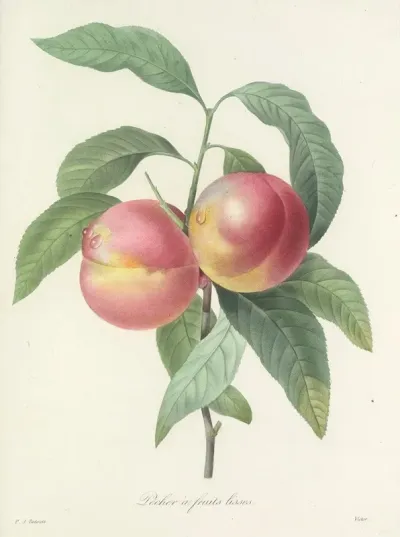 Choix Des Plus Belles Fleurs Pl 065