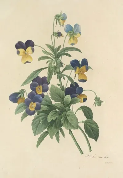 Choix Des Plus Belles Fleurs Pl 066