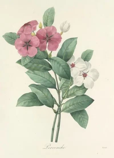 Choix Des Plus Belles Fleurs Pl 068