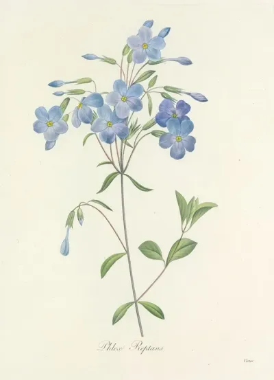 Choix Des Plus Belles Fleurs Pl 070