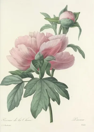 Choix Des Plus Belles Fleurs Pl 071