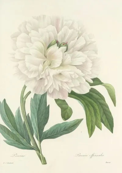 Choix Des Plus Belles Fleurs Pl 072