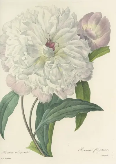 Choix Des Plus Belles Fleurs Pl 074