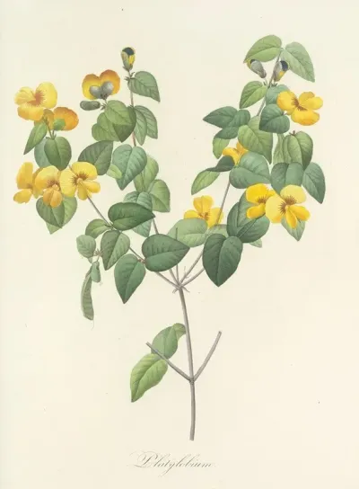 Choix Des Plus Belles Fleurs Pl 076