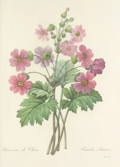 Choix Des Plus Belles Fleurs Pl 081