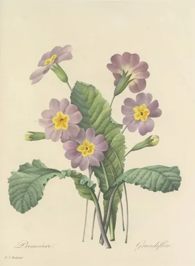 Choix Des Plus Belles Fleurs Pl 082
