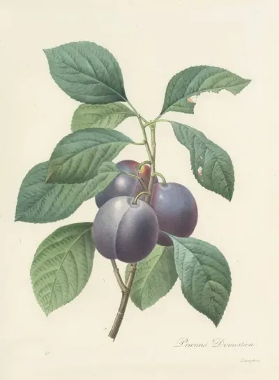 Choix Des Plus Belles Fleurs Pl 083