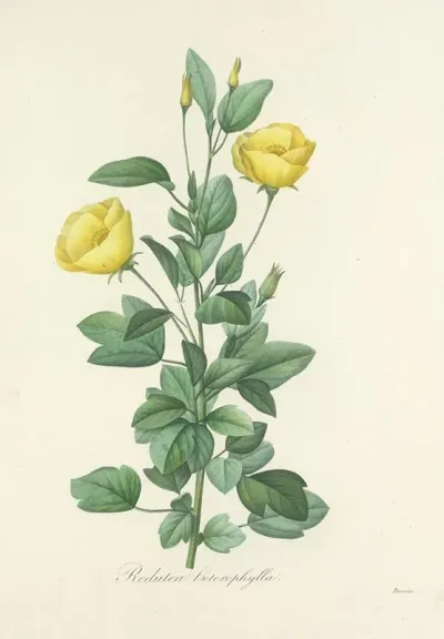 Choix Des Plus Belles Fleurs Pl 084