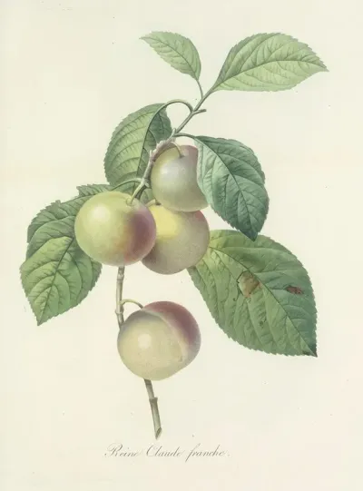 Choix Des Plus Belles Fleurs Pl 085