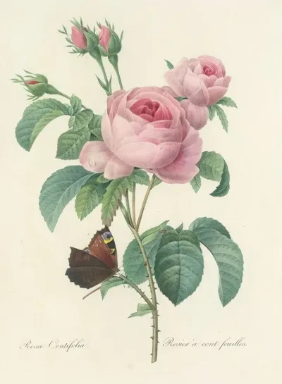 Choix Des Plus Belles Fleurs Pl 088