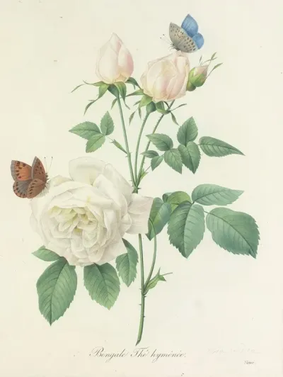 Choix Des Plus Belles Fleurs Pl 092
