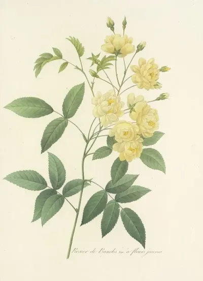 Choix Des Plus Belles Fleurs Pl 097