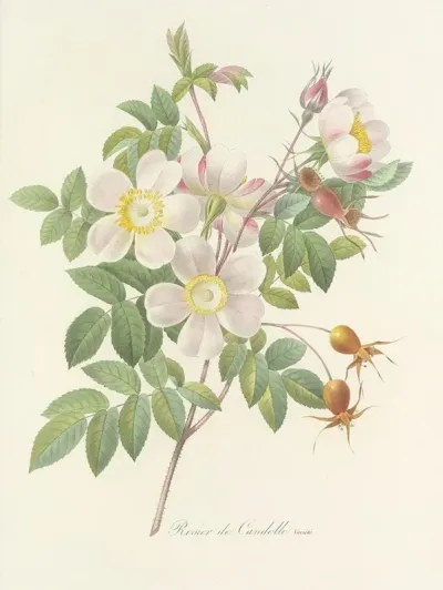 Choix Des Plus Belles Fleurs Pl 098