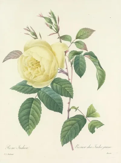 Choix Des Plus Belles Fleurs Pl 100