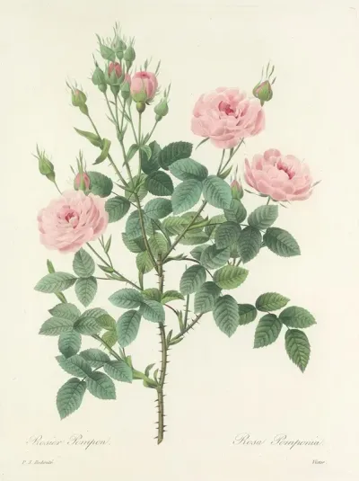 Choix Des Plus Belles Fleurs Pl 101