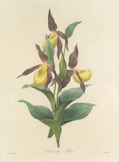 Choix Des Plus Belles Fleurs Pl 102
