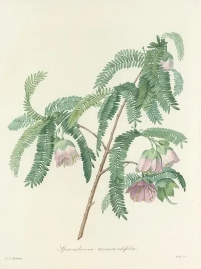 Choix Des Plus Belles Fleurs Pl 103
