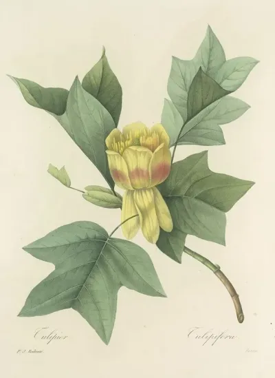 Choix Des Plus Belles Fleurs Pl 110