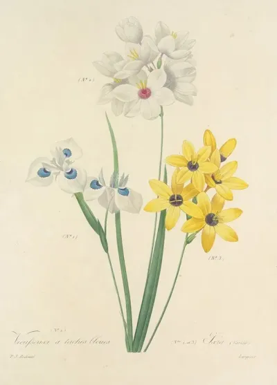 Choix Des Plus Belles Fleurs Pl 111