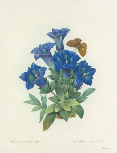 Choix Des Plus Belles Fleurs Pl 112