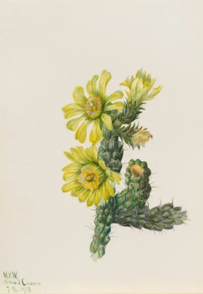 Cholla Opuntia Whipplei