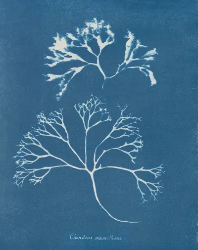 Chondrus Mamillosus
