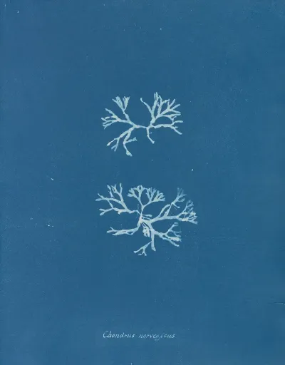 Chondrus Norvegicus