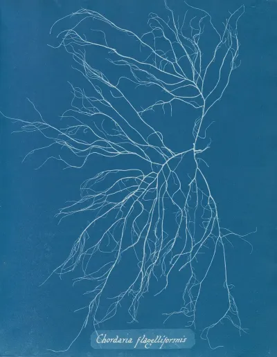 Chordaria Flagelliformis 2