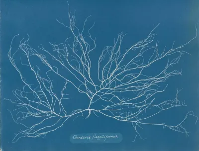 Chordaria Flagelliformis