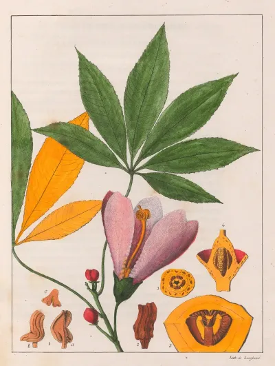 Chorisia Speciosa