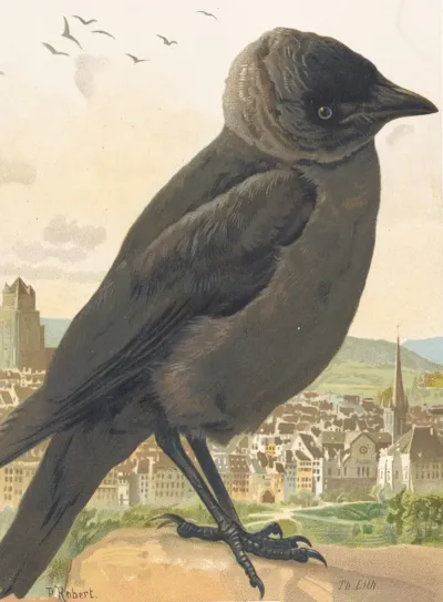 Choucas Corbeau