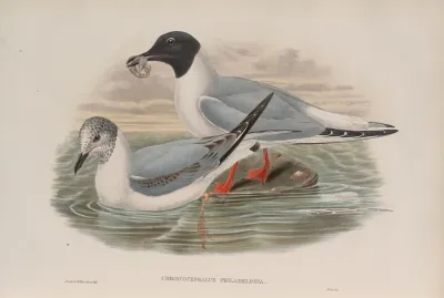 Chroicocephalus Philadelphia Bonapartes Gull