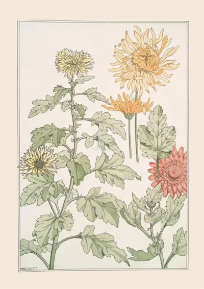 Chrysantheme