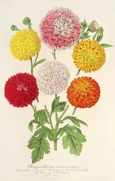 Chrysanthemes Des Jardins Nains Et Precoces