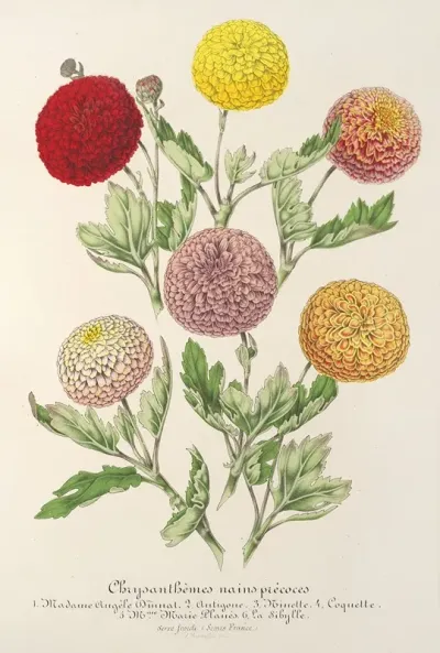 Chrysanthemes Nains Precoces