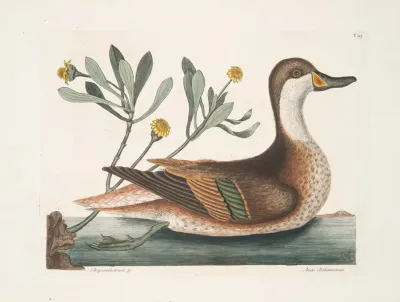 Chrysanthemum Anas Bahamensis The Ilathera Duck