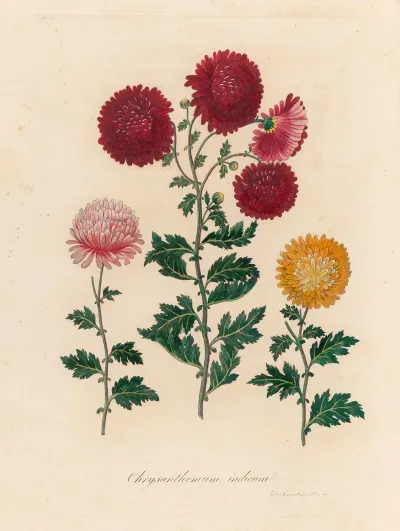 Chrysanthemum Indicum