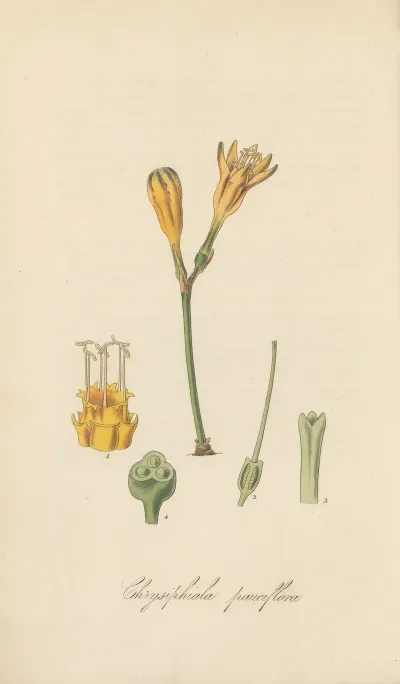 Chrysiphiala Pauciflora