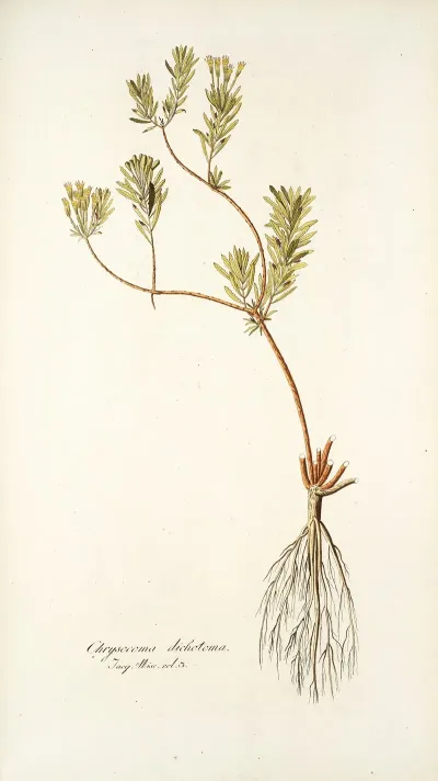 Chrysocoma Dichotoma