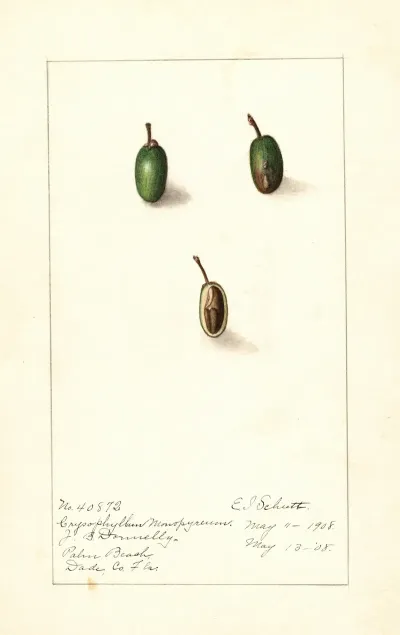 Chrysophyllum Cainito