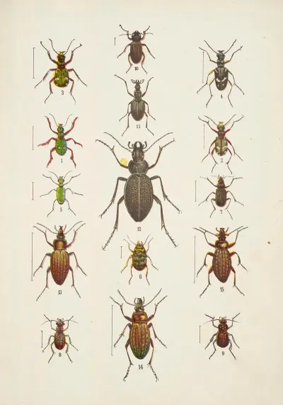Chrzaszcze Beetles Pl 01