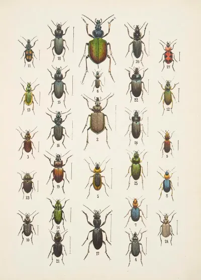Chrzaszcze Beetles Pl 03