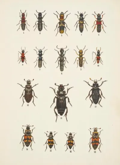 Chrzaszcze Beetles Pl 05