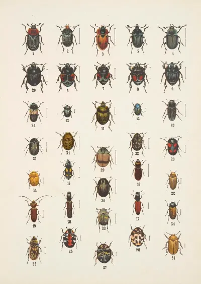Chrzaszcze Beetles Pl 06